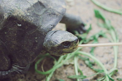 Close-up of snake