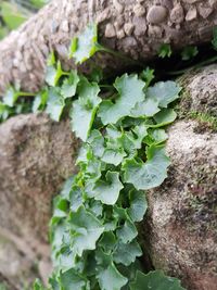 High angle view of plants growing on tree trunk