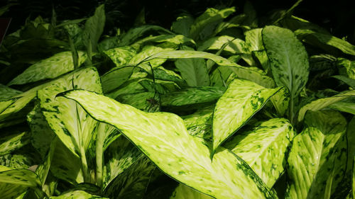 Full frame shot of green leaves