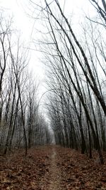 Bare trees against sky