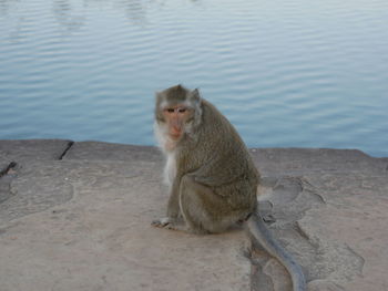 Monkey sitting on shore