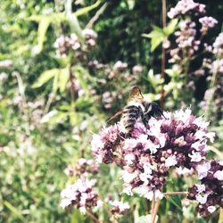 Close-up of butterfly pollinating on flower