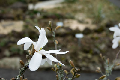 Close-up of white flowering plant