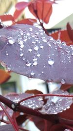 Close-up of wet leaf