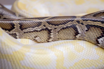 Close-up of lizard in zoo