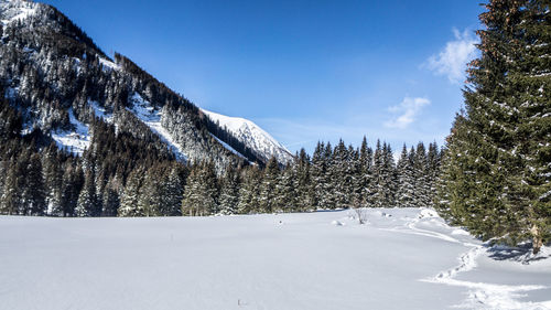 Pine trees on snow covered landscape against sky