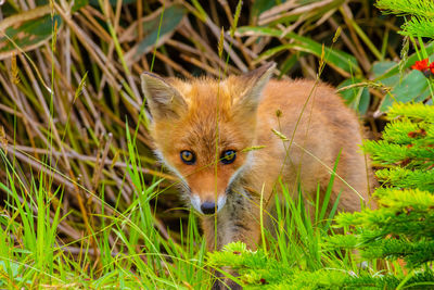 Portrait of fox standing on field