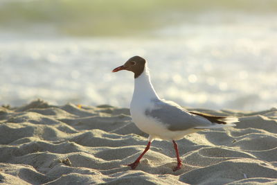 Close-up of seagull perching on beach