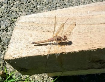 High angle view of insect on rock