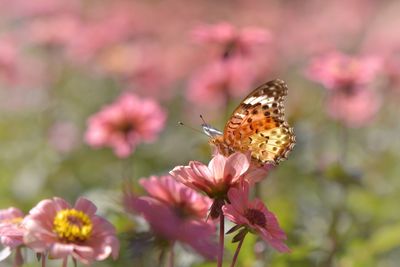 Close-up of butterfly pollinating on pink flower