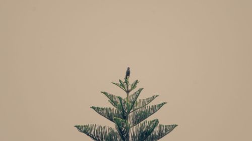 Low angle view of plants