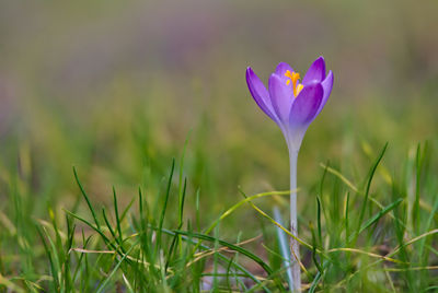 Close-up of purple crocus flowers on field