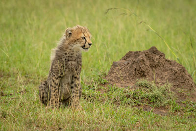 View of a cat on field