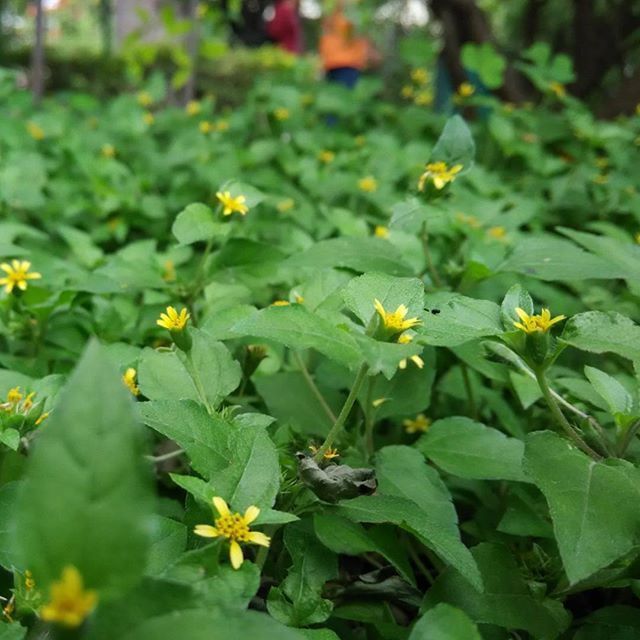 flower, freshness, growth, fragility, petal, yellow, beauty in nature, plant, blooming, nature, leaf, flower head, focus on foreground, green color, in bloom, close-up, selective focus, field, park - man made space, day