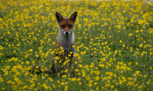 Portrait of a fox in flowerbed