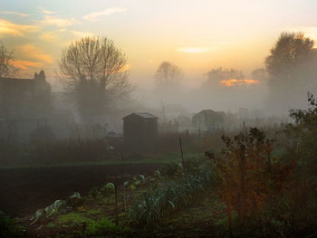 Plants growing on field at sunset