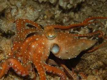 Close-up of fish in sea