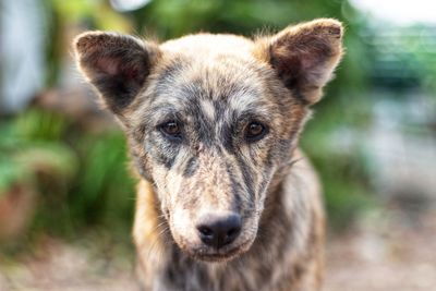 Close-up portrait of a dog
