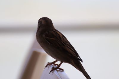Close-up of bird perching on railing