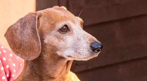 Close-up of dog looking away