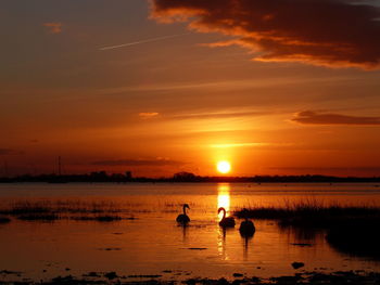 Silhouette swans swimming in lake at sunset