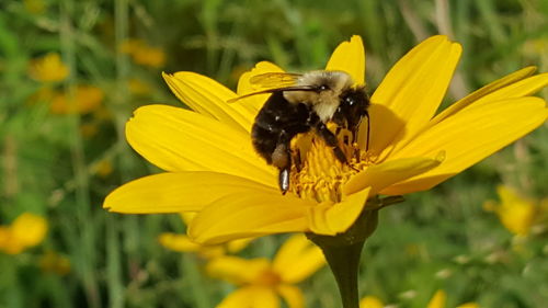 Close-up of honey bee on yellow flower