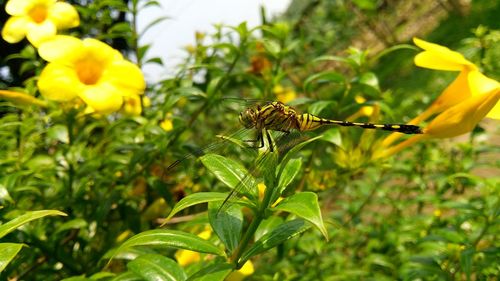 Close-up of butterfly on leaf