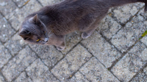 High angle view of cat