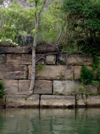 Reflection of trees in water