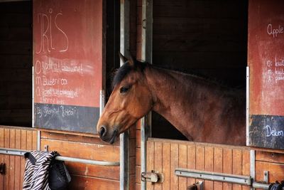 Horse in stable