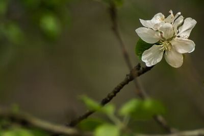 Close-up of white flowers