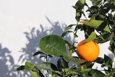 Low angle view of oranges on tree