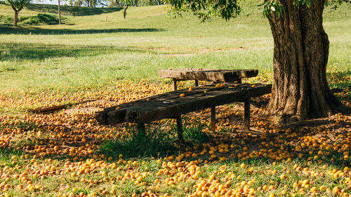 Bench in park during autumn