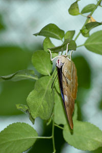 Close-up of butterfly on leaf