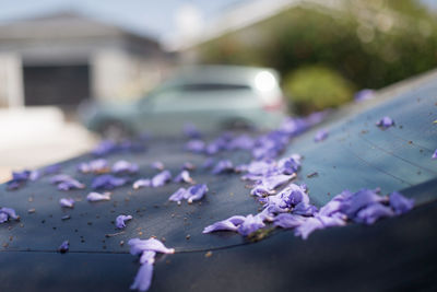 Close-up of purple flowers