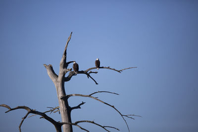 Pair of bald eagles haliaeetus leucocephalus, one looking backward and to the left