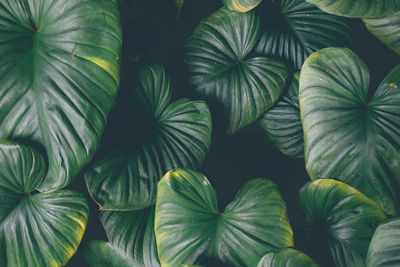 Full frame shot of leaves