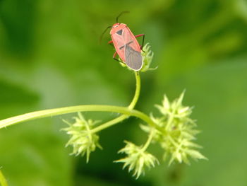 Close-up of butterfly on plant leaves