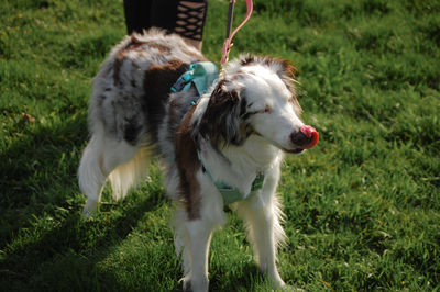 Dog running on grassy field