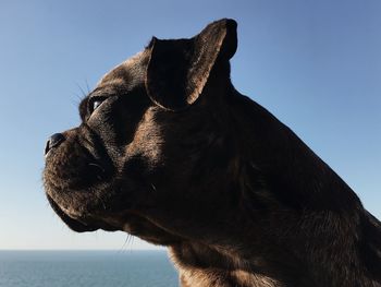 Close-up of a dog looking away against sky