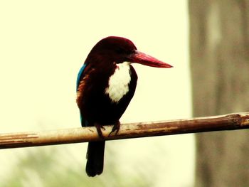 Close-up of bird perching on branch