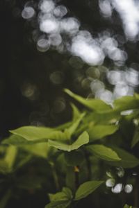 Close-up of plants