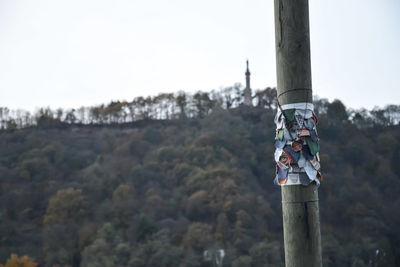 Close-up of tree trunk against clear sky