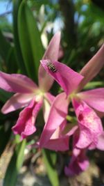 Close-up of pink flowers