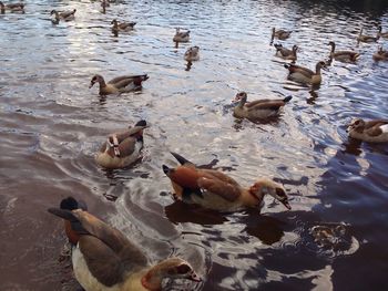 High angle view of ducks on beach
