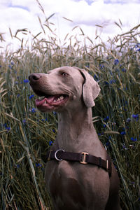 Dog looking away while sitting on grass