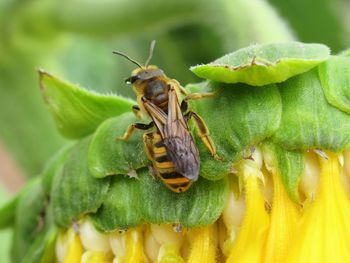 Close-up of bee pollinating on flower