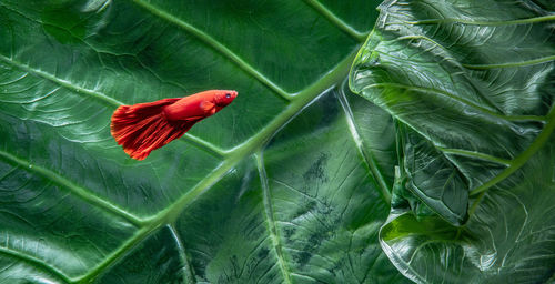 Close-up of red betta fish with green leaf background