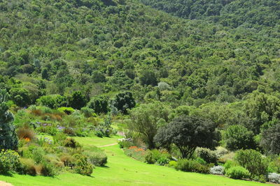 Scenic view of forest