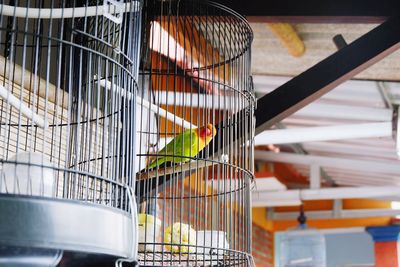 View of bird in cage